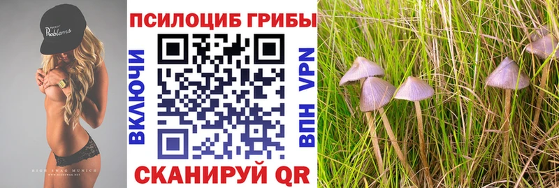 Галлюциногенные грибы Psilocybe Белорецк